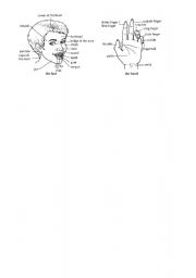 English worksheet: head and hand