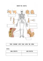 English Worksheet: The joints