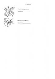 English Worksheet: Illnesses
