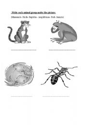 English worksheet: animal groups