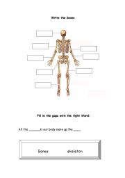 English Worksheet: Bones