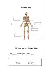 English worksheet: Bones