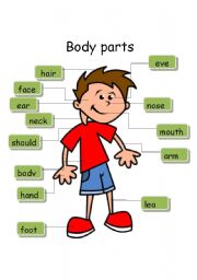 body parts