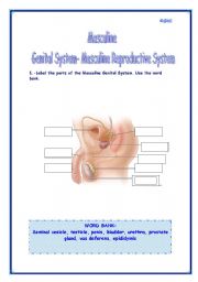 English Worksheet: The Masculine Reproductive System