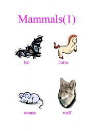 English Worksheet: Mammals (1)