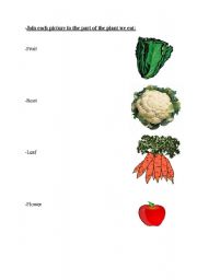 English Worksheet: plants we eat