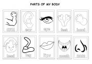 English Worksheet: body