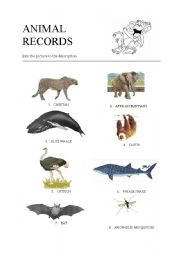 Animal records 