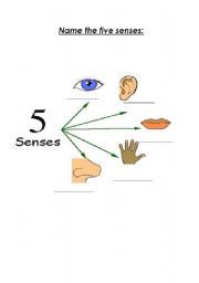 English worksheet: the five senses