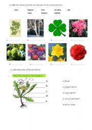 English Worksheet: Biology in ESL