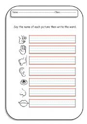 English Worksheet: Body Parts