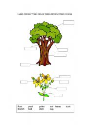 English Worksheet: parts of a tree