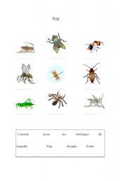 English Worksheet: Bugs / Insects