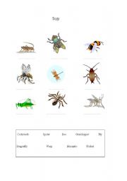 English worksheet: Bugs / Insects