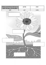 English Worksheet: Label the Plant