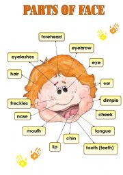 English Worksheet: PARTS OF FACE - CLASSROOM POSTER