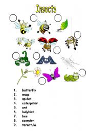 English Worksheet: insects