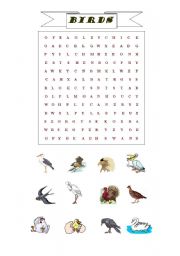 English Worksheet: Birds