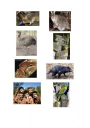 English worksheet: Australian Animals