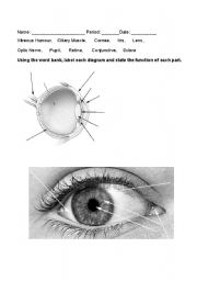 English worksheet: The Eye