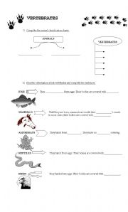 English worksheet: Vertebrades