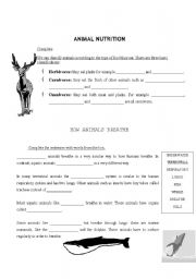 English Worksheet: Animal nutrition & how animals breathe