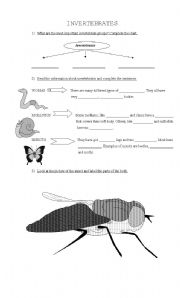 English worksheet: Invertebrades