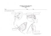 English worksheet: BUTTERFLY CYCLE