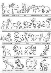 English Worksheet: dogs pictionary #1 BW version