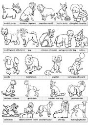 English Worksheet: dogs pictionary #2 BW version
