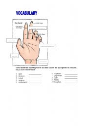 English worksheet: Vocabulary The hand