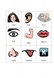 English Worksheet: Body Bingo 2