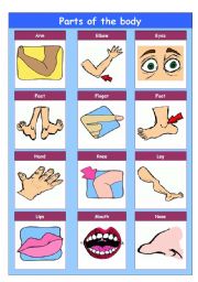 English Worksheet: Parts of the body