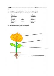 English Worksheet: Match the vegetables with the right part of the plant