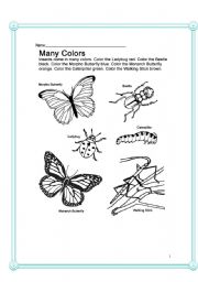 English Worksheet: Insects- Biology