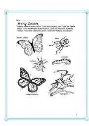 English worksheet: Insects- Biology