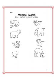 English Worksheet: Biology-Animals