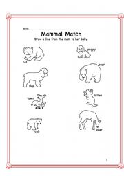 English worksheet: Biology-Animals