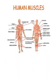 English Worksheet: HUMAN MUSCLES