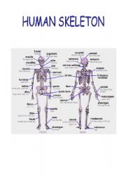 English Worksheet: HUMAN SKELETON