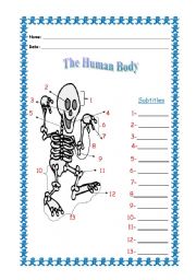 English Worksheet: The human body