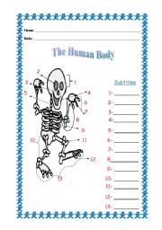 English worksheet: The human body