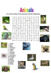 English Worksheet: wordsearch animals