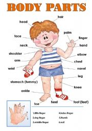 English Worksheet: BODY PARTS CLASSROOM POSTER! 