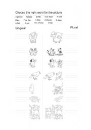 English Worksheet: Animals  singular and plural