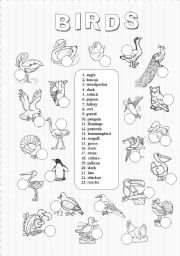 English Worksheet: Birds (2/3)