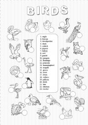 English Worksheet: Birds (2/3)