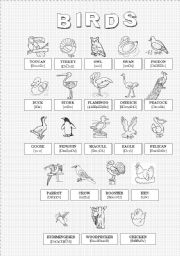 English Worksheet: Birds (3/3)