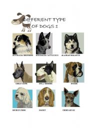 English Worksheet: DIFFERENT TYPES OF DOGS 1