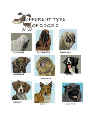 English Worksheet: DIFFERENT TYPES OF DOGS